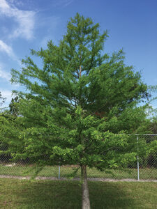 Tree Bald Cypress 042020