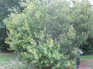 Tree Wax Myrtle 6 4 2013 6 21 01 Am