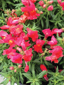 Grow Pink Snapdragon