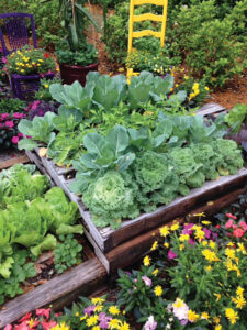 Grow Raised Bed Cabbage Cauliflower