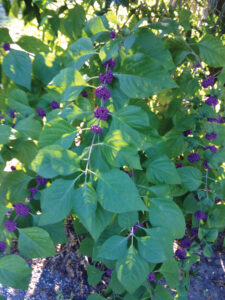 Growing Purple Berries Of Beautyberry. J Mcconnell