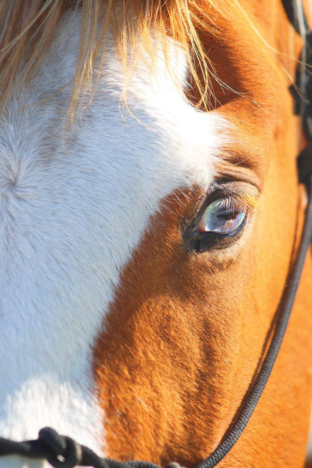 Giving HOPE to Humanity and Horses