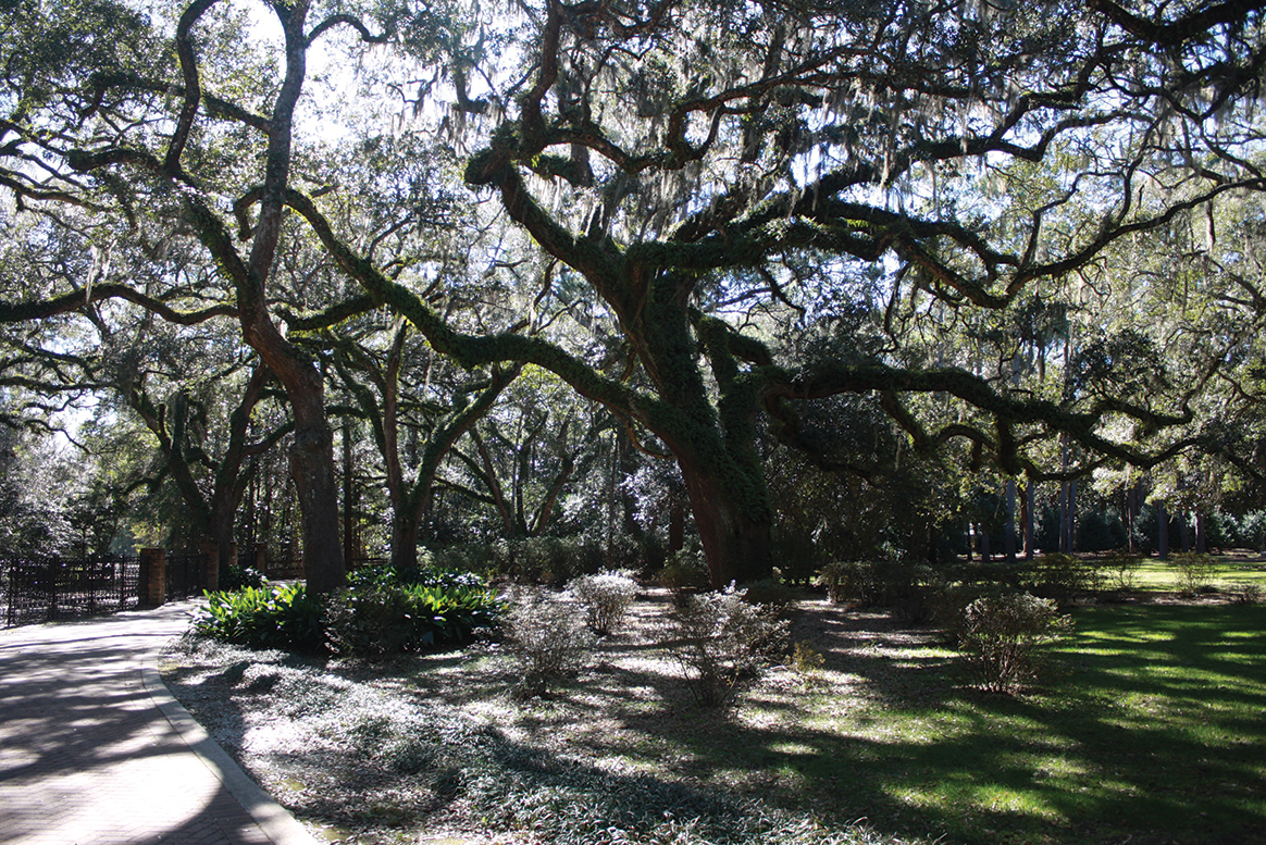 Let’s Get Growing: Selecting Storm Resistant Trees