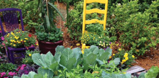 Grow Raised Bed Cabbage Cauliflower