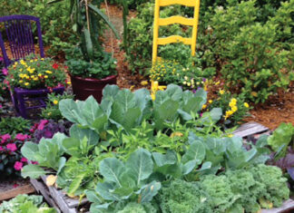 Grow Raised Bed Cabbage Cauliflower