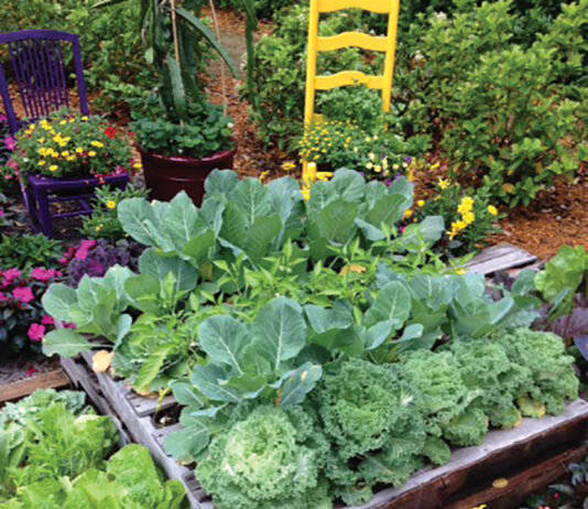 Grow Raised Bed Cabbage Cauliflower