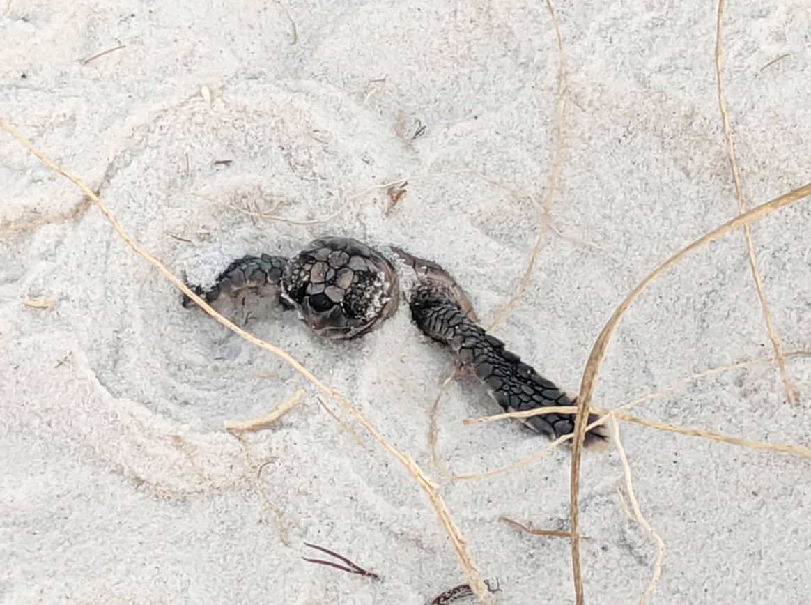 Panama City Beach Turtle Watch Helps Species Thrive
