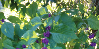 Growing Purple Berries Of Beautyberry. J Mcconnell