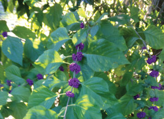 Growing Purple Berries Of Beautyberry. J Mcconnell