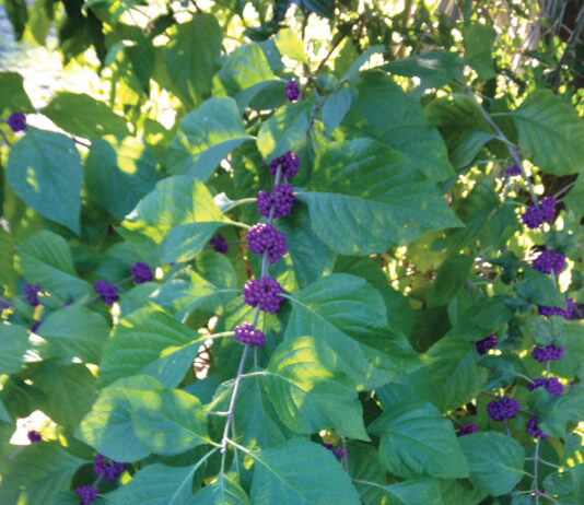 Growing Purple Berries Of Beautyberry. J Mcconnell