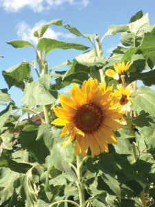 Sunflower Bloom J Mcconnell