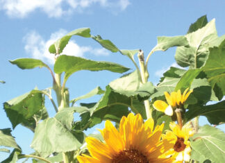 Sunflower Bloom J Mcconnell