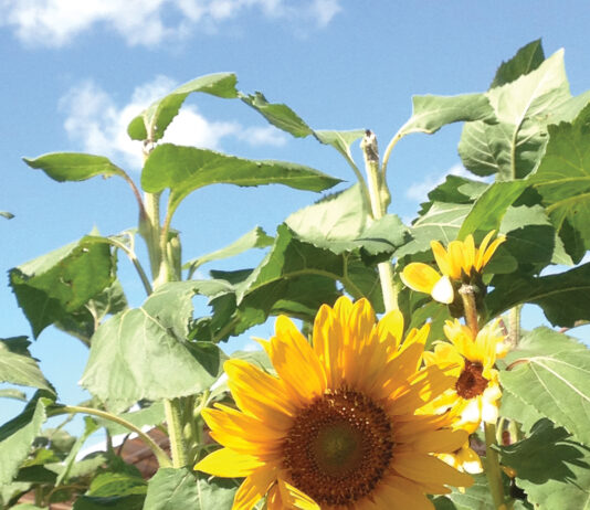 Sunflower Bloom J Mcconnell