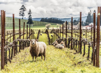 Sheep At King Estate