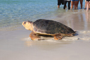 Turtle Release 7nov2019 Bean (39)