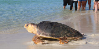 Turtle Release 7nov2019 Bean (39)