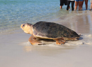 Turtle Release 7nov2019 Bean (39)