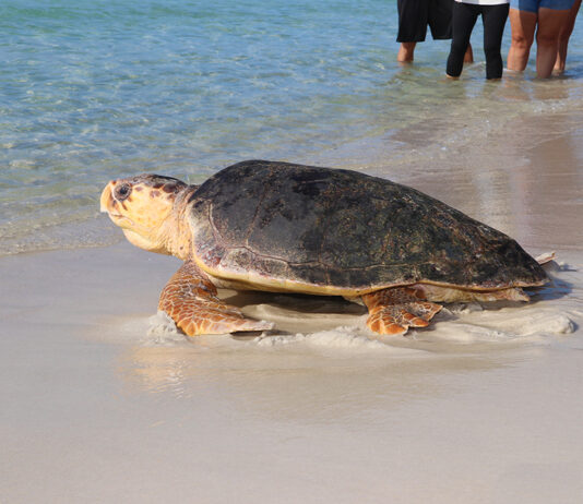 Turtle Release 7nov2019 Bean (39)