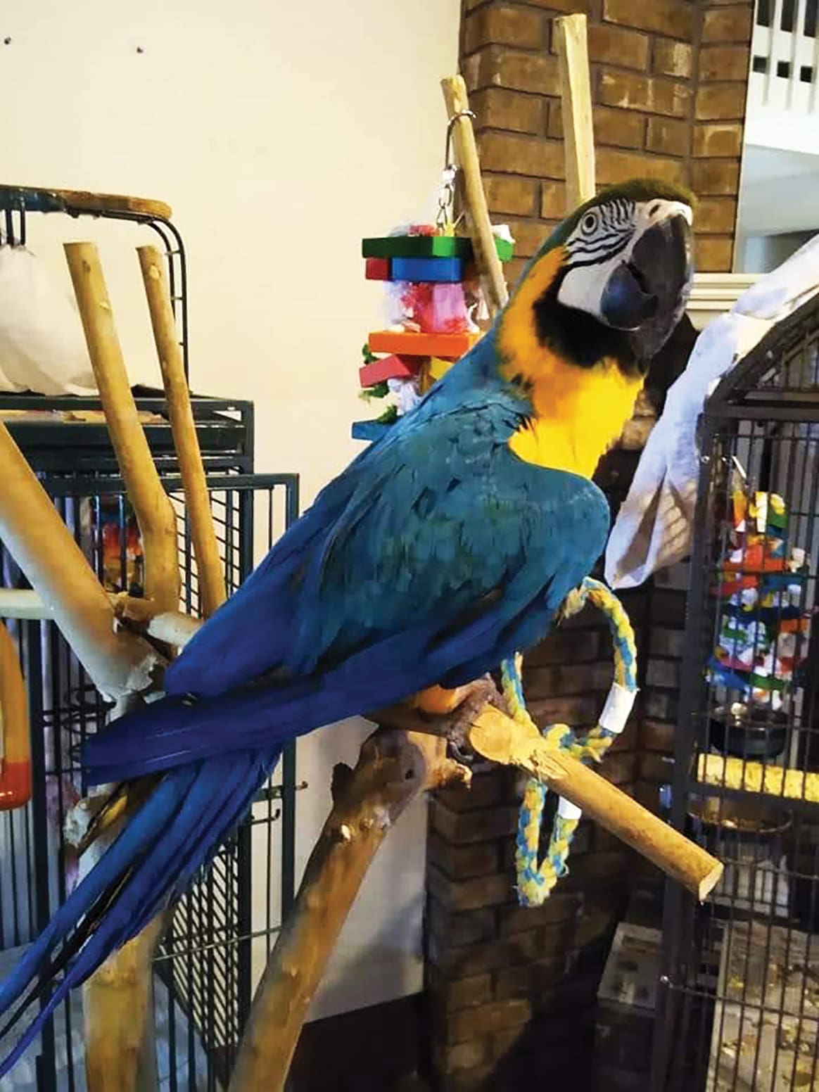 For the Birds: Tranquility Manor Bird Rescue and Sanctuary