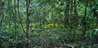 Firefly Season In Gainesville Credit Tyler Jones Ufifas