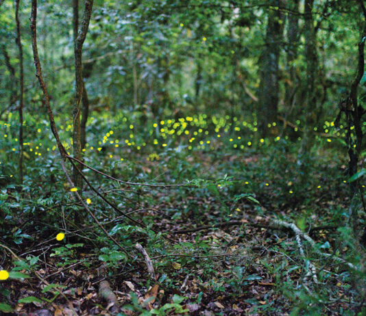 Firefly Season In Gainesville Credit Tyler Jones Ufifas