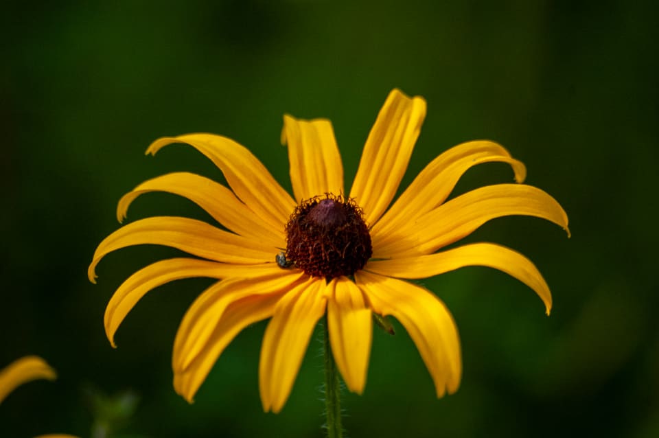 Summer Flower