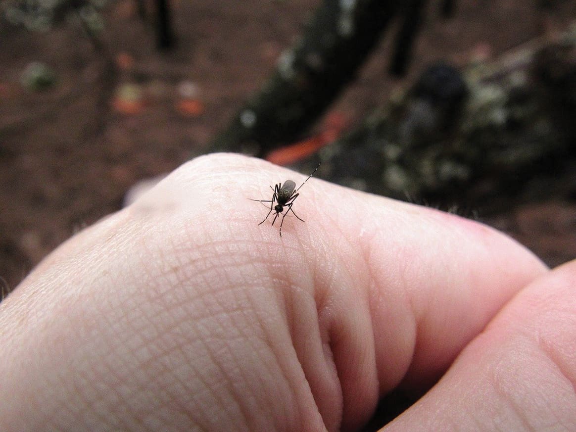 Staying Ahead of the PCB Mosquito Population Explosion!
