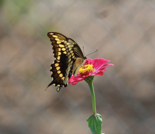 Eastern Swallowtail On Zinnia J Mcconnell Ufifas (3)