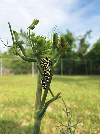 Eastern Black Swallowtail Caterpillar On Fennel Jmcconnell