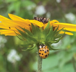 Growing Lady Beetle On Beach Sunflower Stem J Mcconnell Ufifas