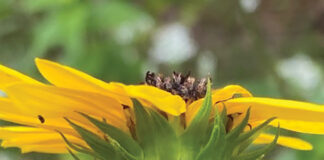 Growing Lady Beetle On Beach Sunflower Stem J Mcconnell Ufifas