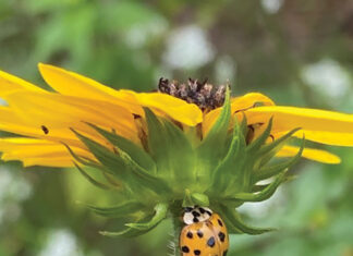 Growing Lady Beetle On Beach Sunflower Stem J Mcconnell Ufifas