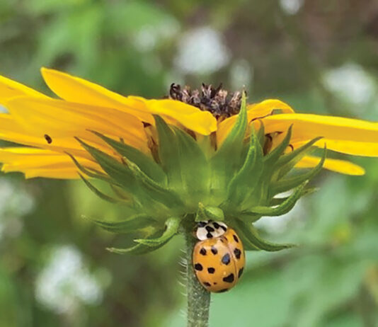 Growing Lady Beetle On Beach Sunflower Stem J Mcconnell Ufifas