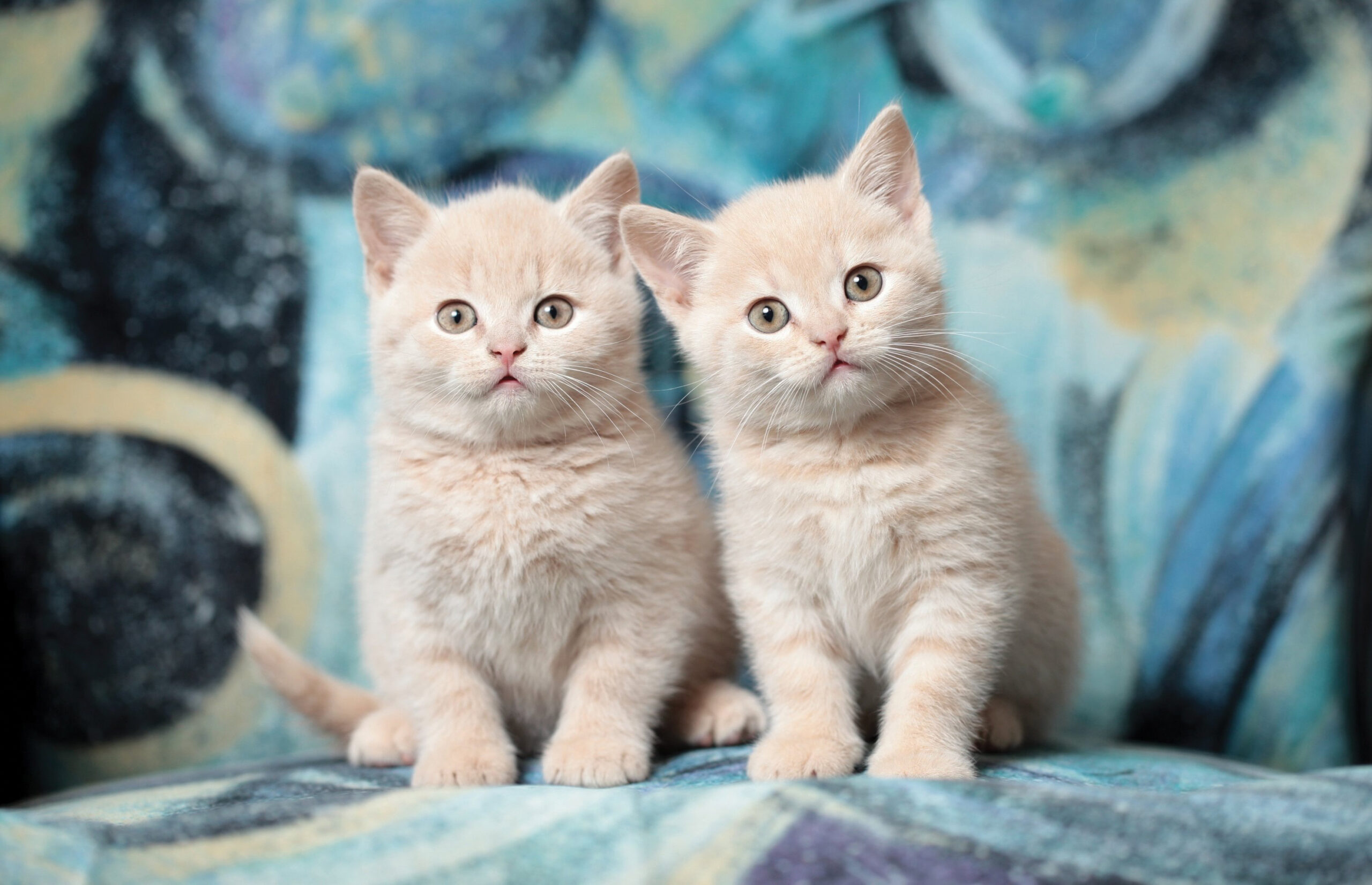 Cat Image