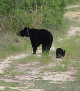 Florida Black Bear Mother And Cub 8716687817 O