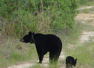 Florida Black Bear Mother And Cub 8716687817 O