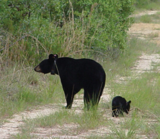 Florida Black Bear Mother And Cub 8716687817 O