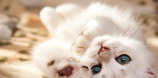 A Small White British Kitten Lies Upside Down