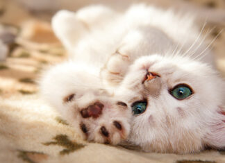 A Small White British Kitten Lies Upside Down