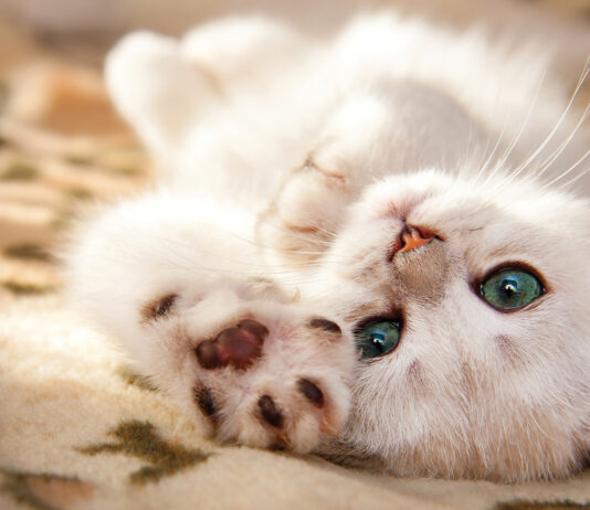 A Small White British Kitten Lies Upside Down