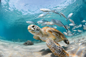 Turtle Closeup With School Of Fish