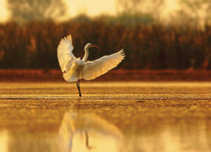 Egret Landing