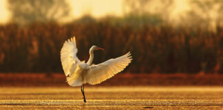 Egret Landing