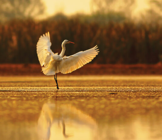 Egret Landing