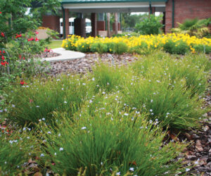 Growing Blue Eyed Grass J Mcconnell Ufifas