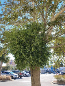 Growing Mistletoe In An Oak Tree In Parking Lot Island J Mcconnell Ufifas