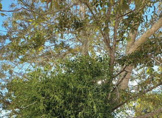 Growing Mistletoe In An Oak Tree In Parking Lot Island J Mcconnell Ufifas