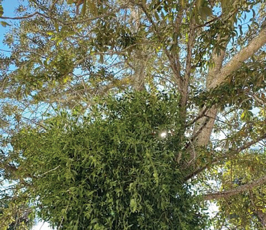 Growing Mistletoe In An Oak Tree In Parking Lot Island J Mcconnell Ufifas