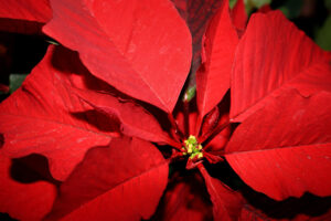 Poinsettia, Flower, Closeup