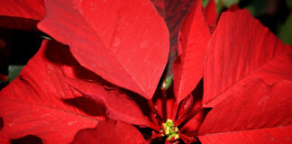 Poinsettia, Flower, Closeup